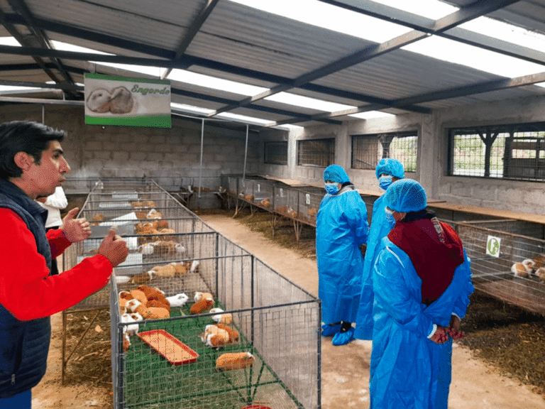 Productoras de COPROBICH realizaron gira de observación de buenas prácticas de cuyes en Mocha