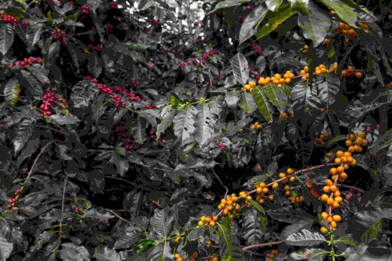 En el sur del Ecuador, los caficultores ganan más mientras restauran la tierra