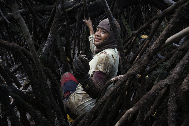 Ecosistema Manglar