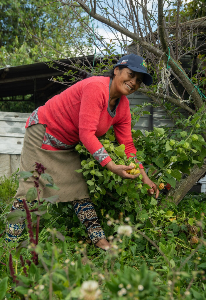 Productora de APAOEC cosechando hortalizas