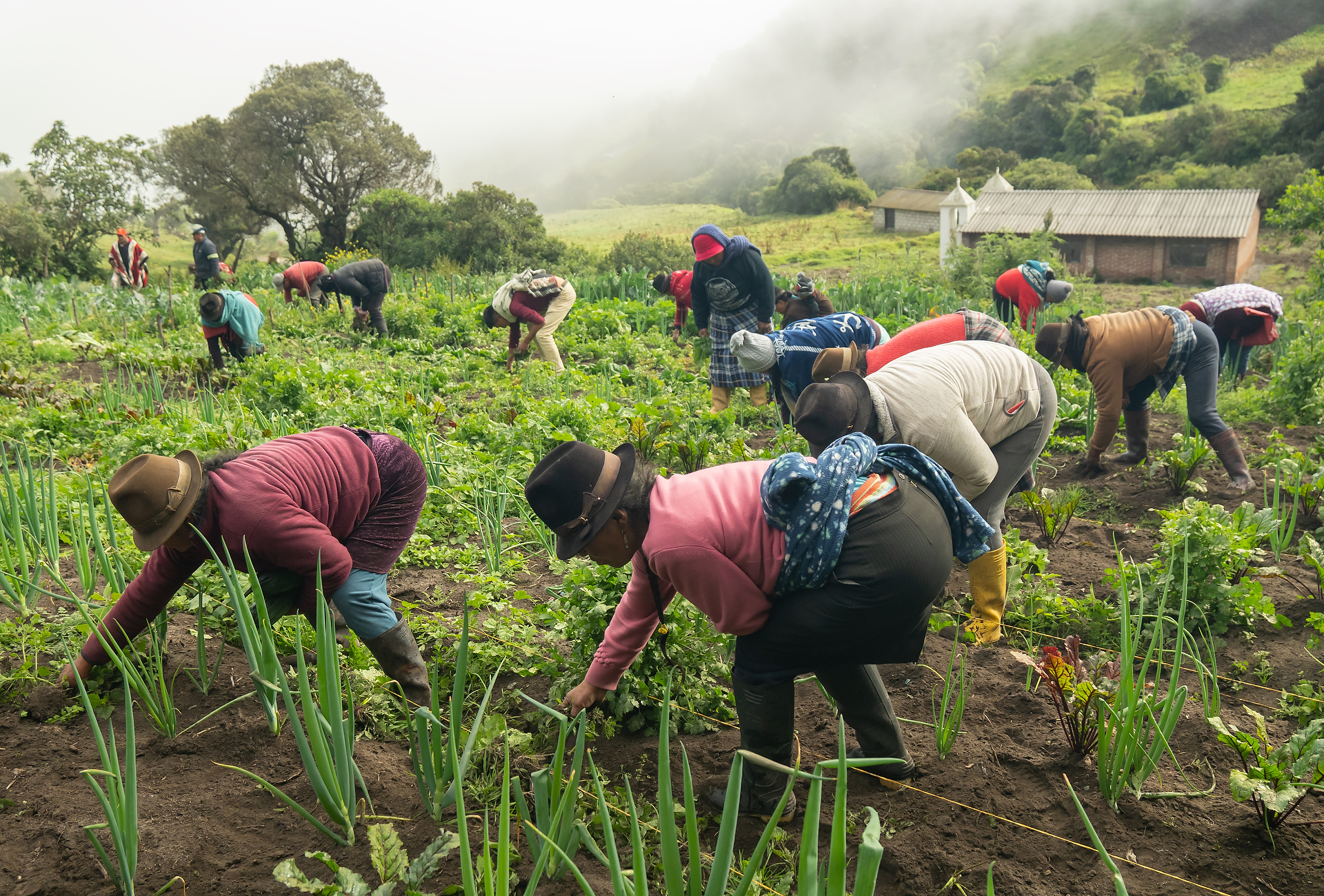 Futuro de la Alimentación