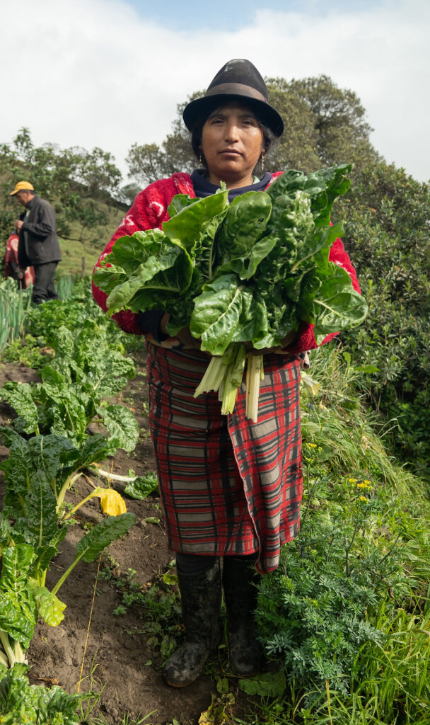Productora de Camino del Inca con acelgas